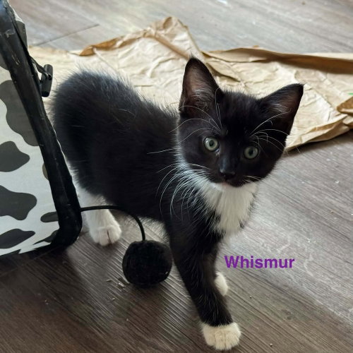 Whismur, a cat for adoption from Mountain Pet Rescue Asheville