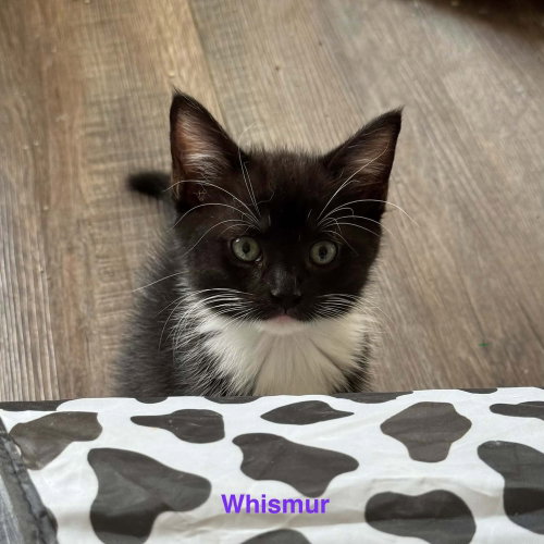 Photo 2 of Whismur