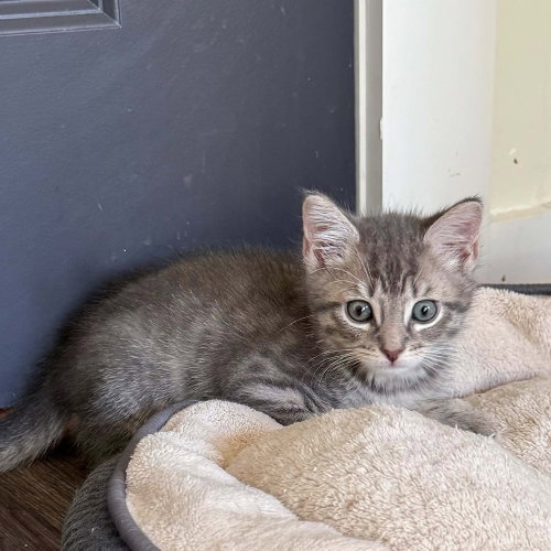 Wynaut, a cat for adoption from Mountain Pet Rescue Asheville