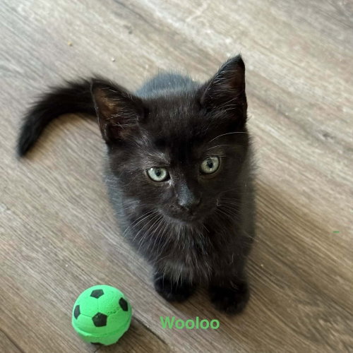 Wooloo, a cat for adoption from Mountain Pet Rescue Asheville
