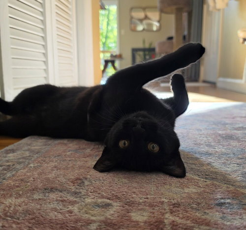 Luna, a cat for adoption from Mountain Pet Rescue Asheville