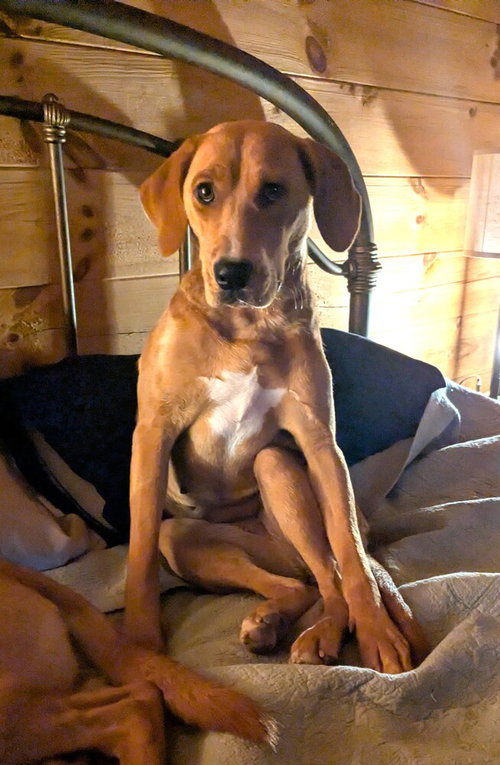 Edith, a dog for adoption from Mountain Pet Rescue Asheville