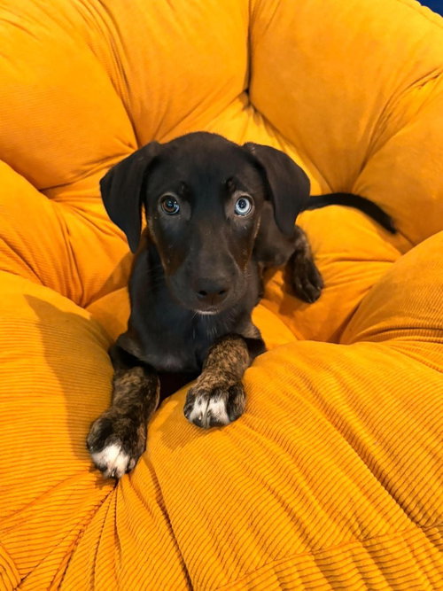 Logan, a dog for adoption from Mountain Pet Rescue Asheville