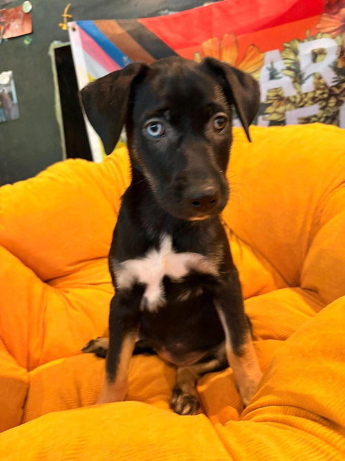 Lil Crowe, a dog for adoption from Mountain Pet Rescue Asheville