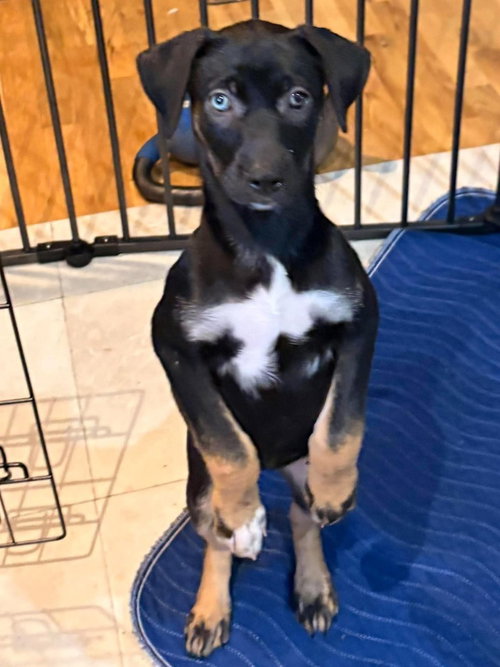 Photo 3 of Lil Crowe