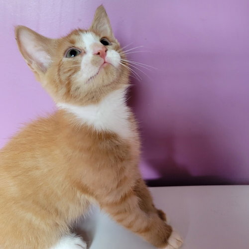 Jolen, a cat for adoption from Mountain Pet Rescue Asheville