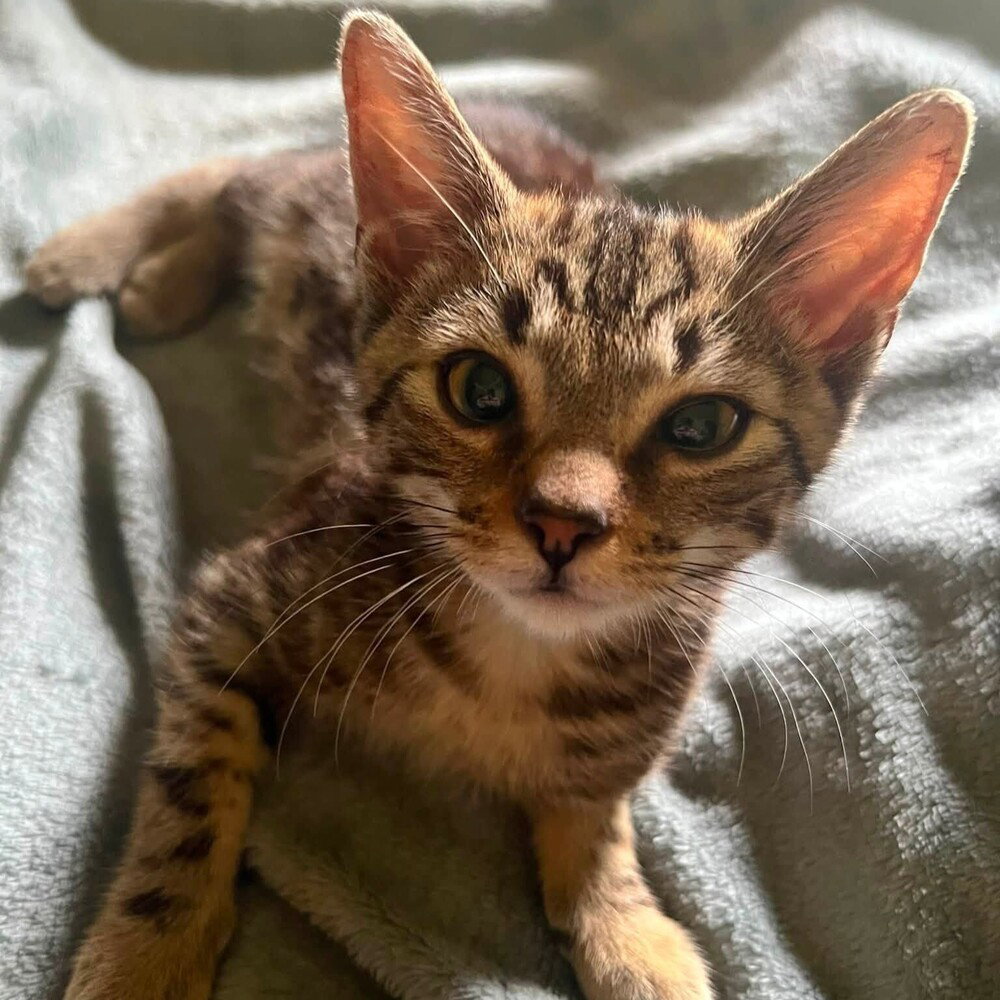 Kennet, Domestic Short Hair