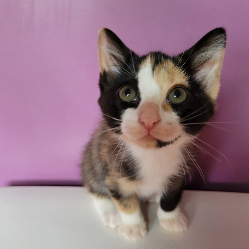 Dolly, a cat for adoption from Mountain Pet Rescue Asheville