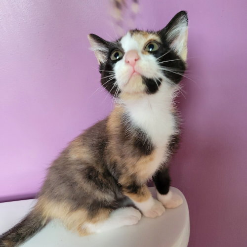 Photo 2 of Dolly