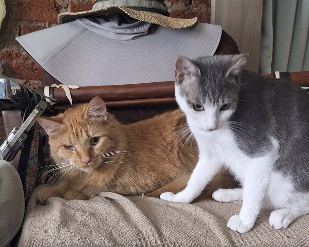 zz - Joe and Mike, Domestic Short Hair