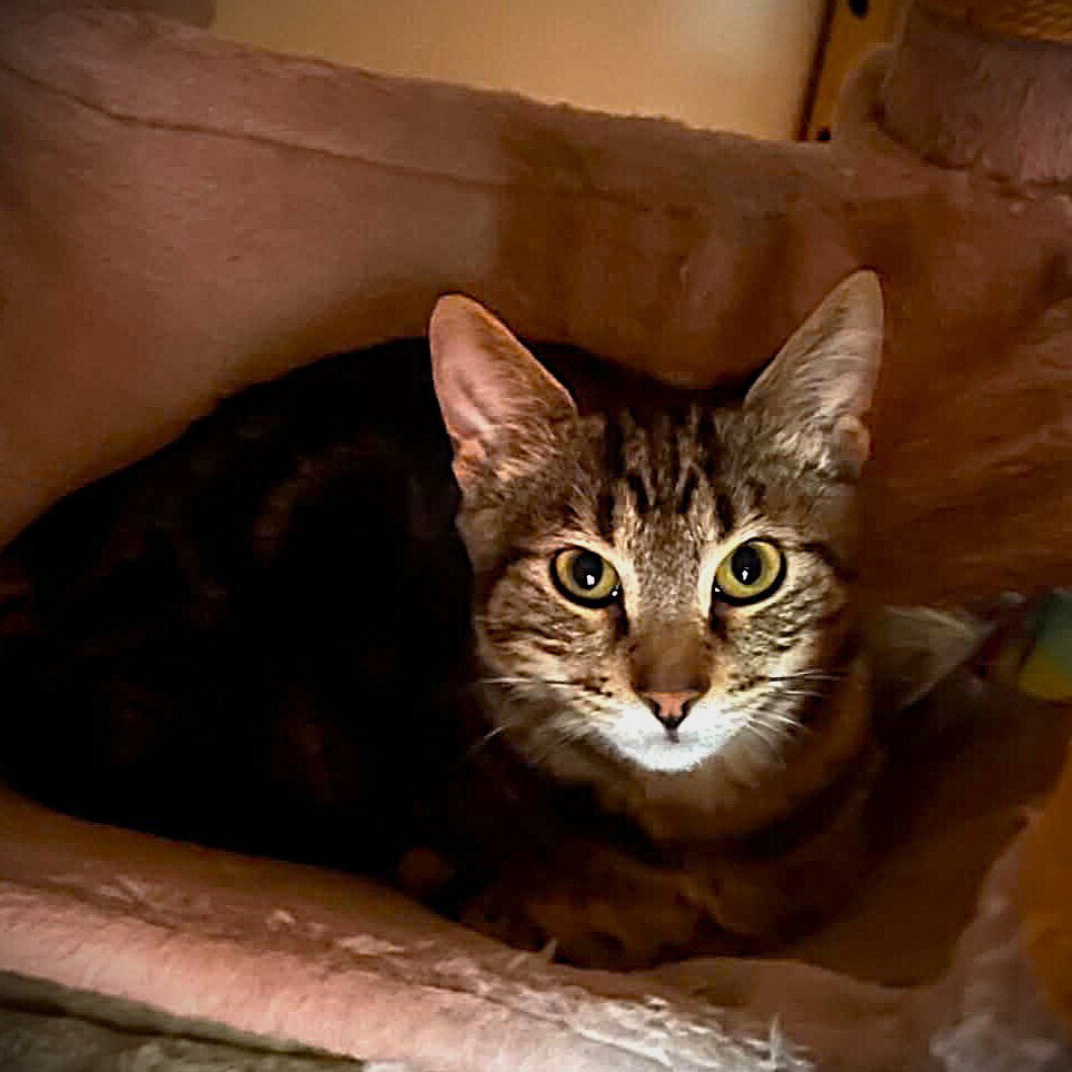 Dasher, Domestic Short Hair