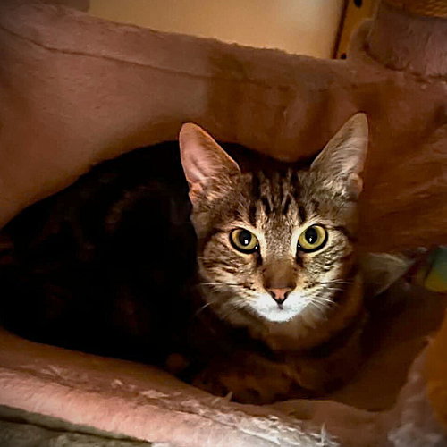 Dasher, a cat for adoption from Mountain Pet Rescue Asheville