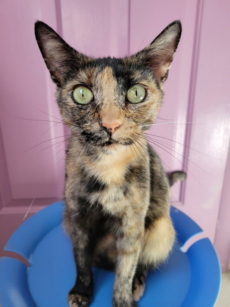 Geraldine, Domestic Short Hair