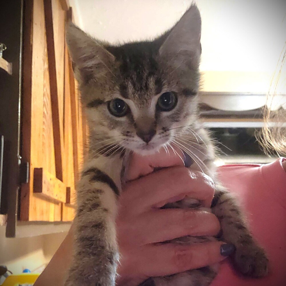 Gypsy, Domestic Short Hair