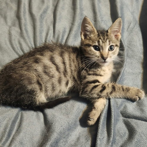 Photo 2 of Gypsy