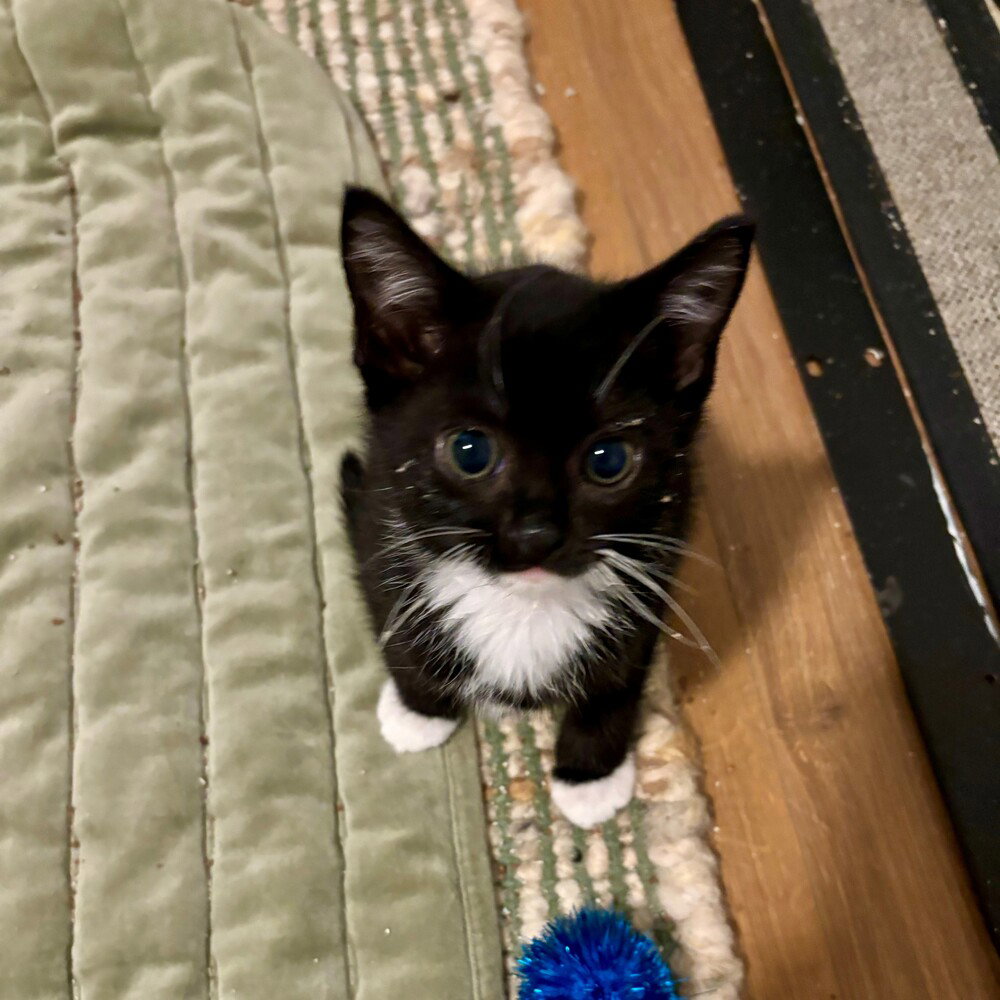 Cameo, Domestic Short Hair