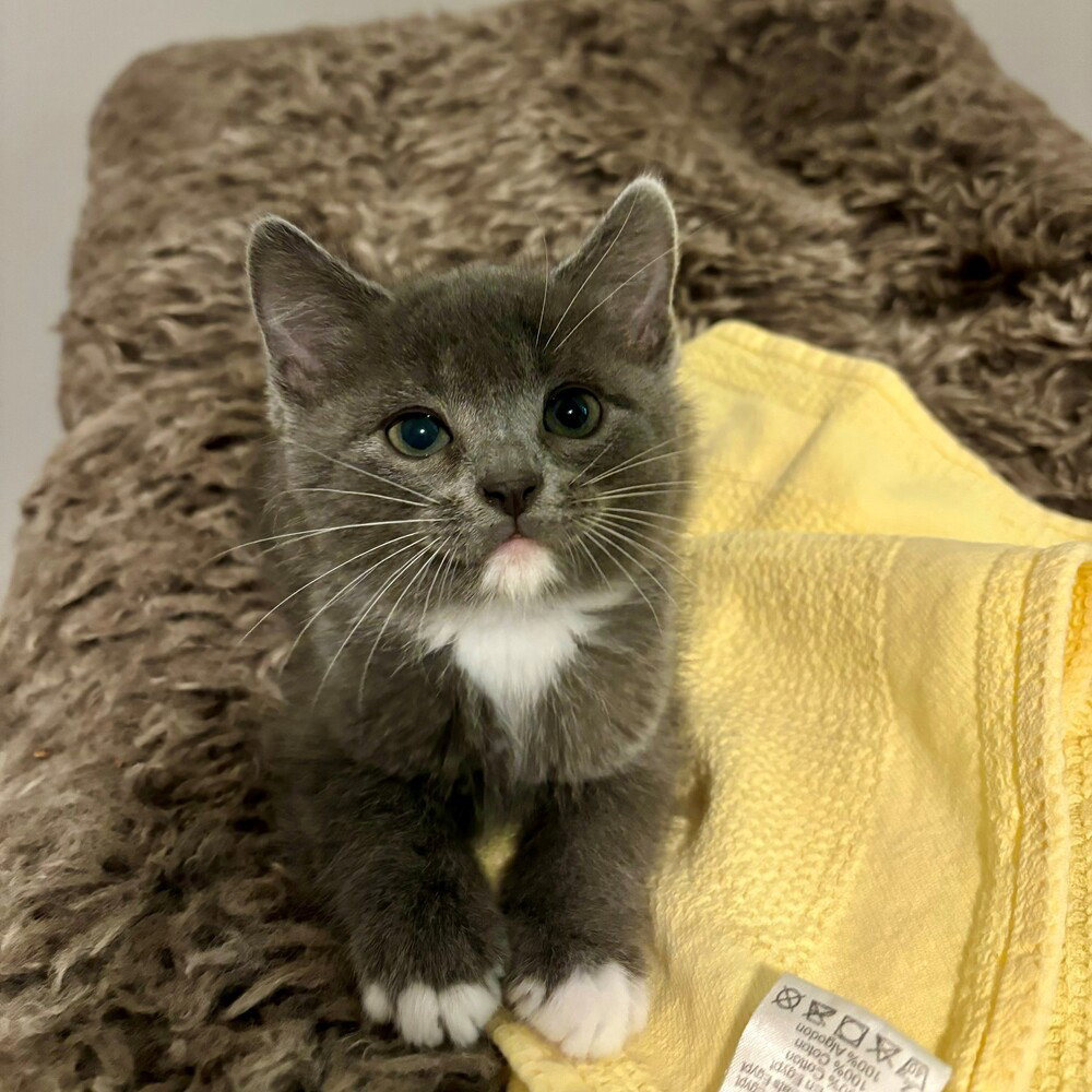 Kanzi, Domestic Short Hair