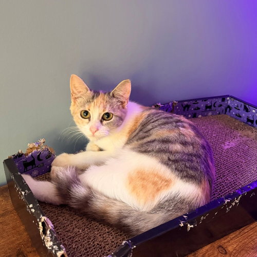 Sherbet, a cat for adoption from Mountain Pet Rescue Asheville