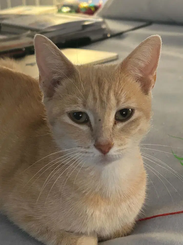 Triscuit - Domestic Short Hair