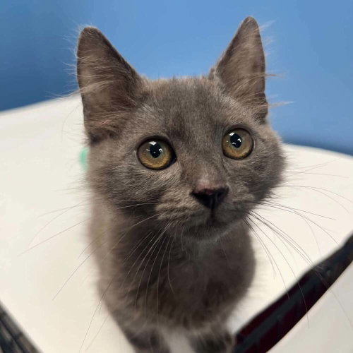 Mateo, a cat for adoption from Mountain Pet Rescue Asheville