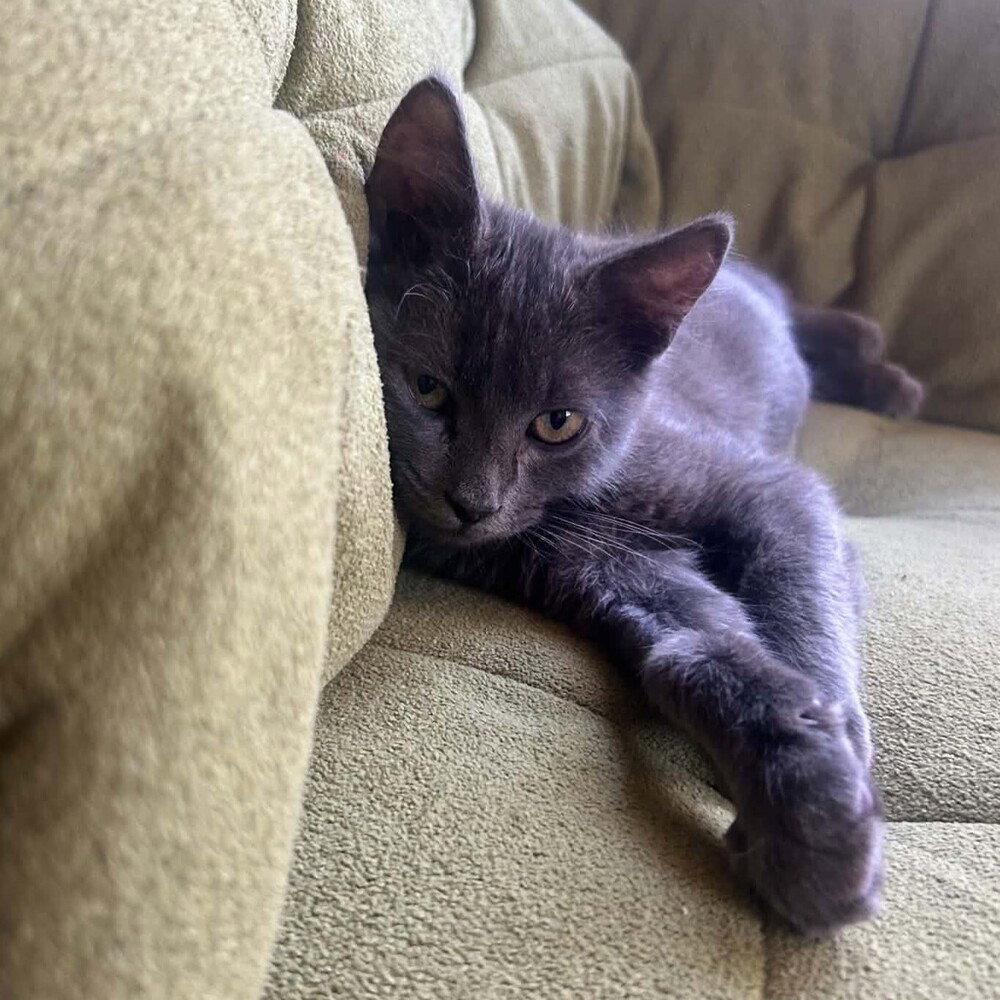 Mateo