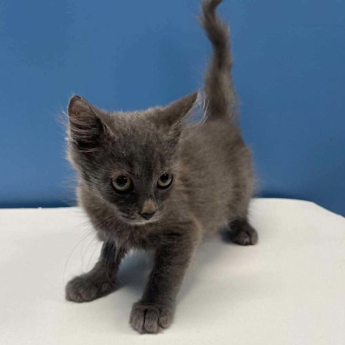 Martina, Domestic Medium Hair