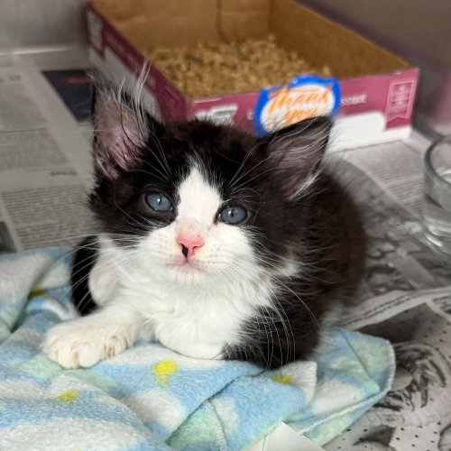 Clarence, a cat for adoption from Mountain Pet Rescue Asheville