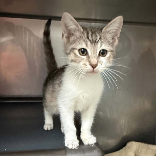 Hilton, a cat for adoption from Mountain Pet Rescue Asheville