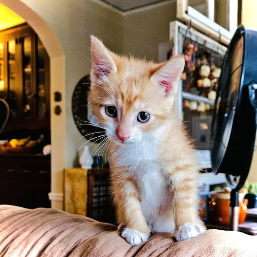 Whatchamacallit, a cat for adoption from Mountain Pet Rescue Asheville