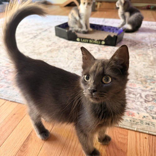 Pistachio, a cat for adoption from Mountain Pet Rescue Asheville