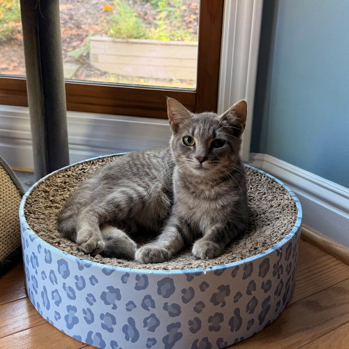 Spumoni, a cat for adoption from Mountain Pet Rescue Asheville