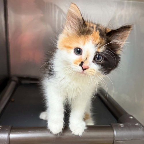 Flawnie, a cat for adoption from Mountain Pet Rescue Asheville