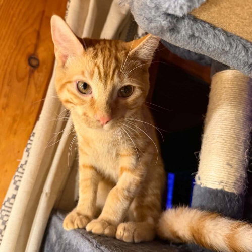 Oliver, Domestic Short Hair
