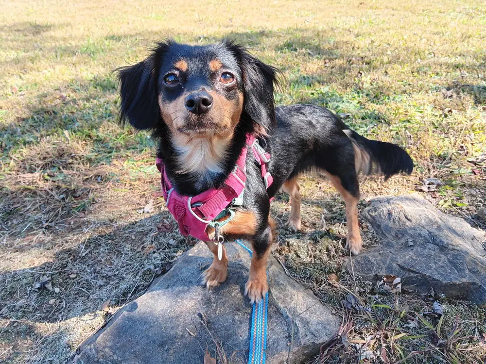 Winnie - Terrier