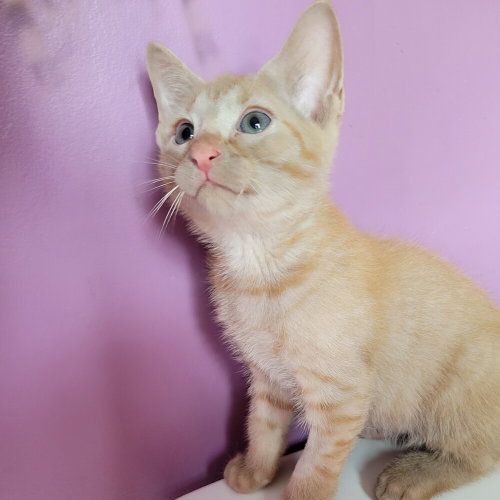 Wagoner, a cat for adoption from Mountain Pet Rescue Asheville