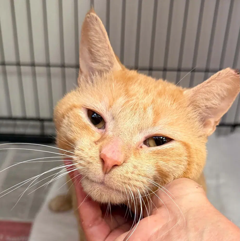 Frankie - Domestic Short Hair