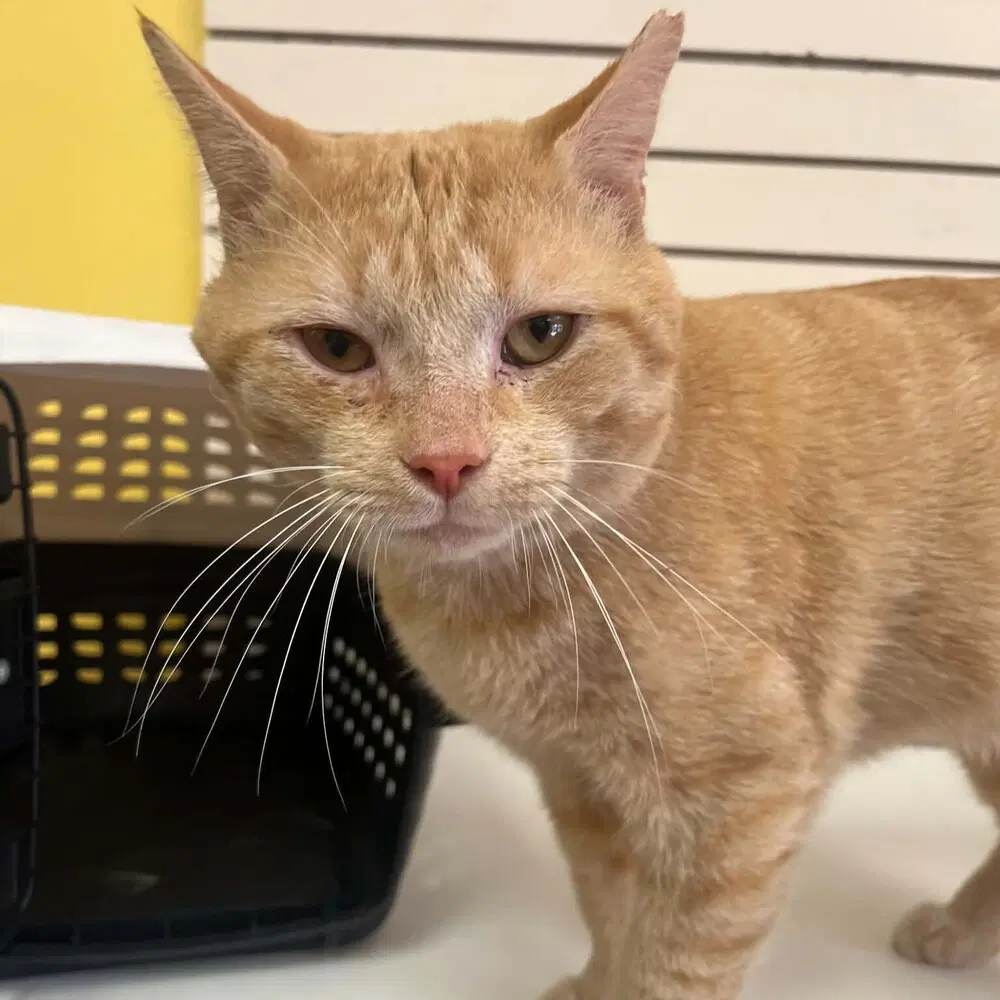 Frankie - Domestic Short Hair