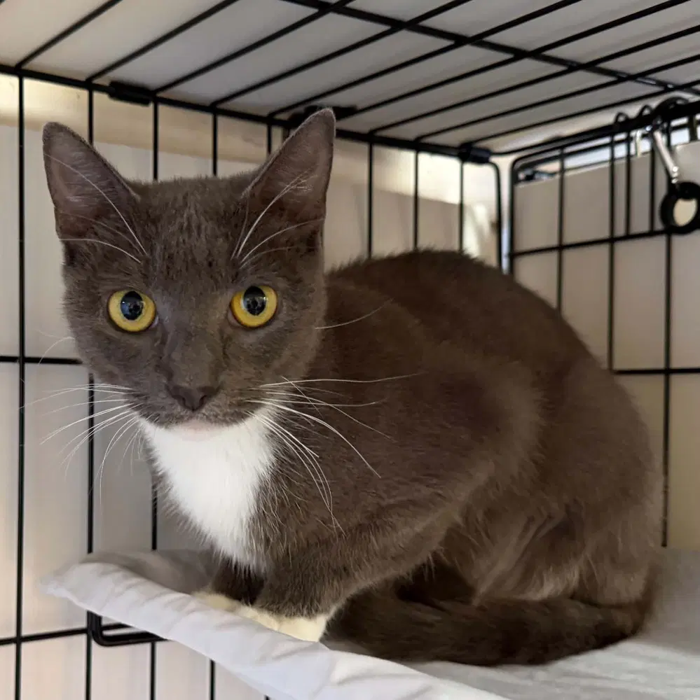 Lucia - Domestic Short Hair