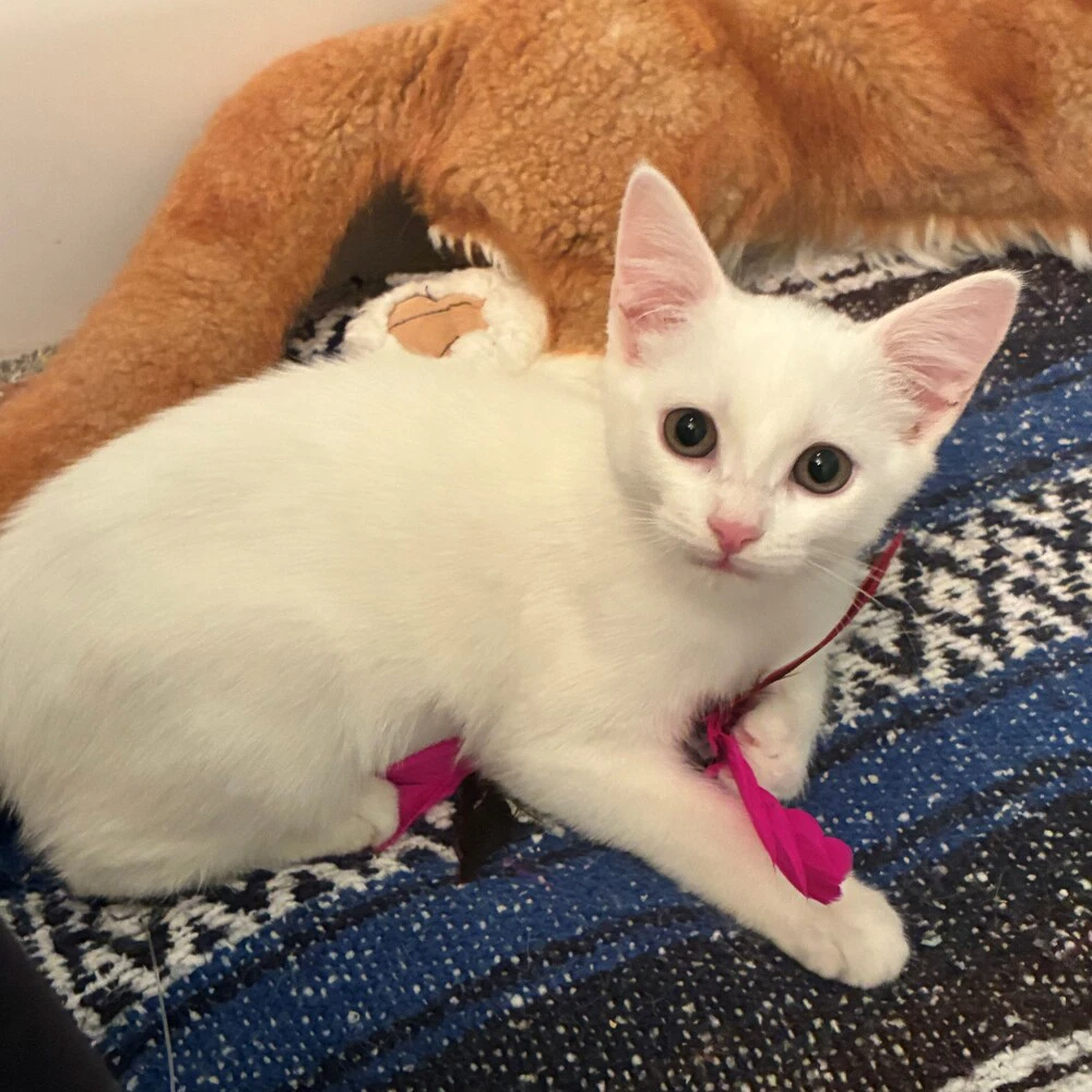 Nilla