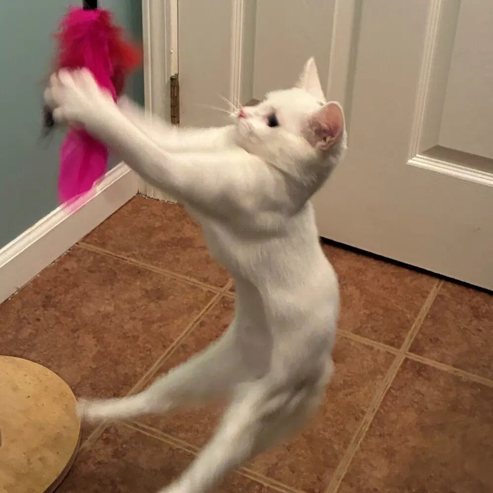 Nilla image 2