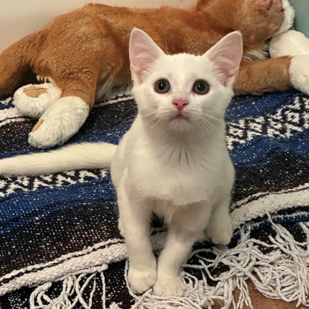 Nilla image 3