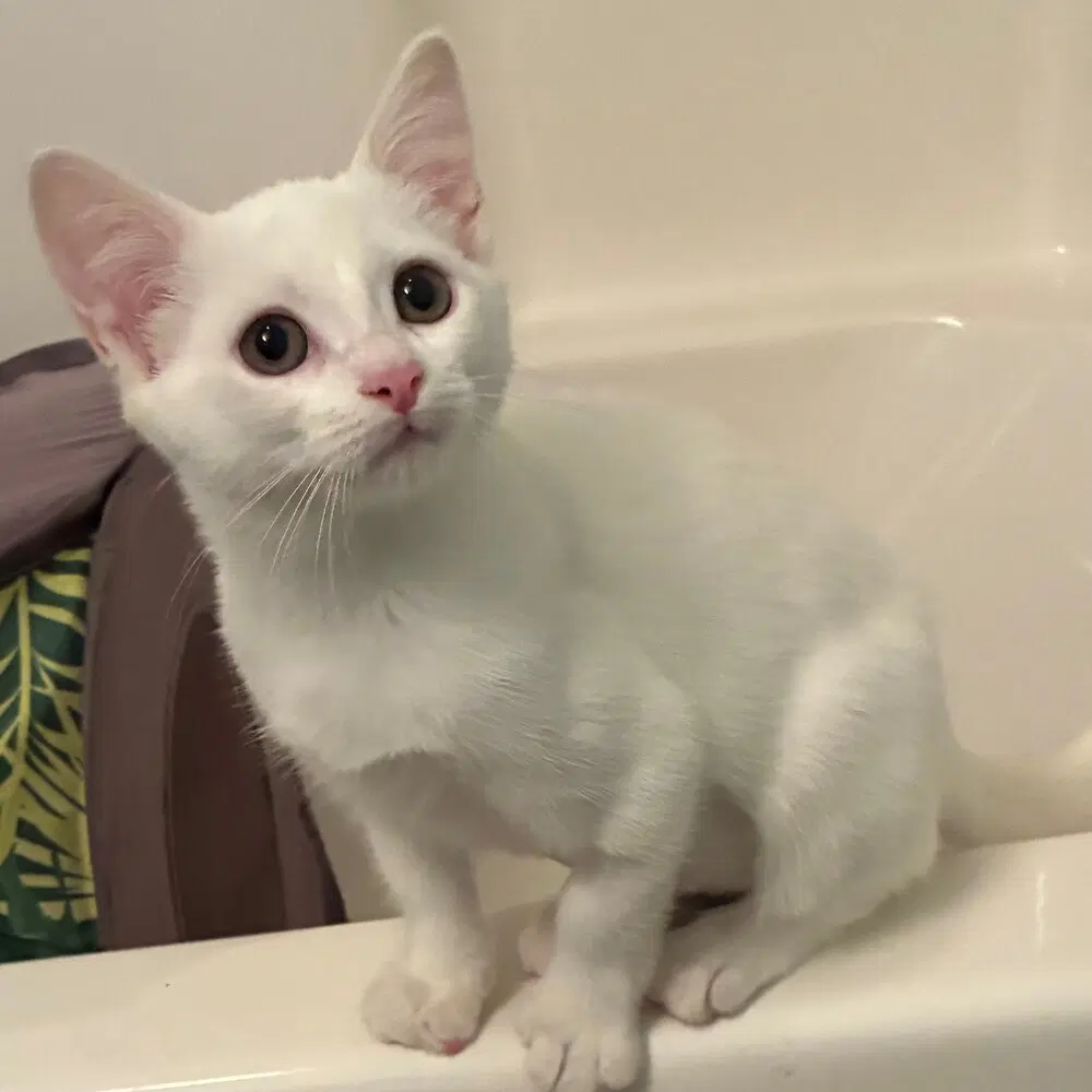 Nilla image 4