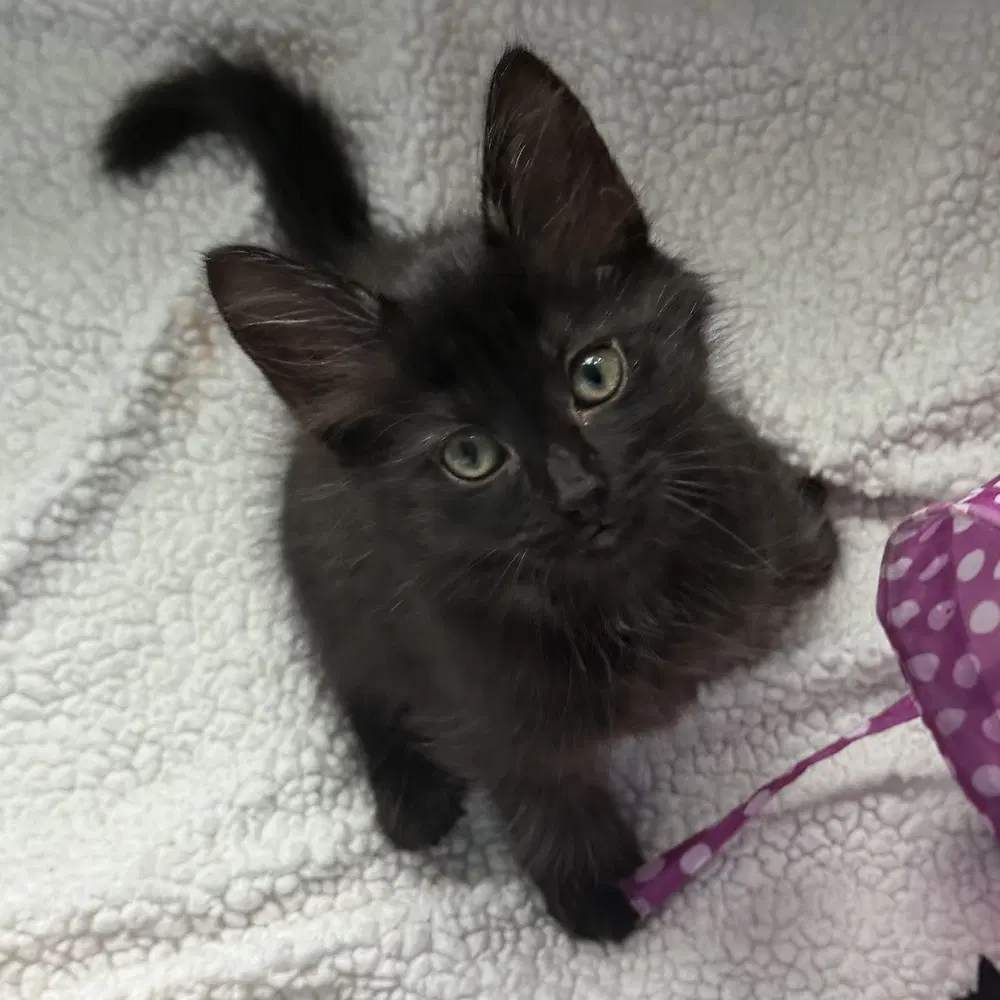 Hi-Chew - Domestic Medium Hair