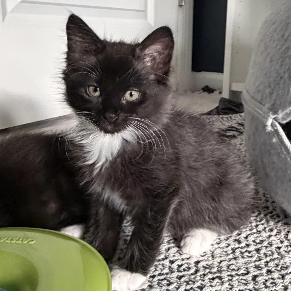 Kopiko - Domestic Medium Hair