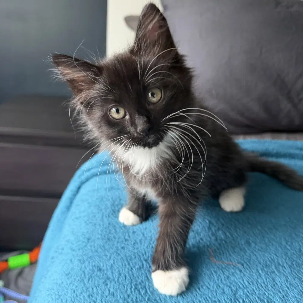 Kinder - Domestic Medium Hair