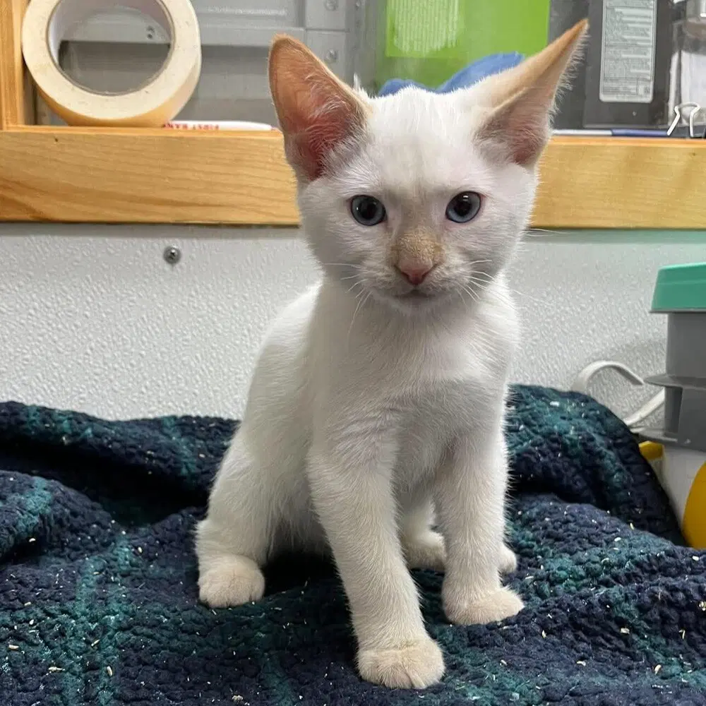 Carl - Siamese
