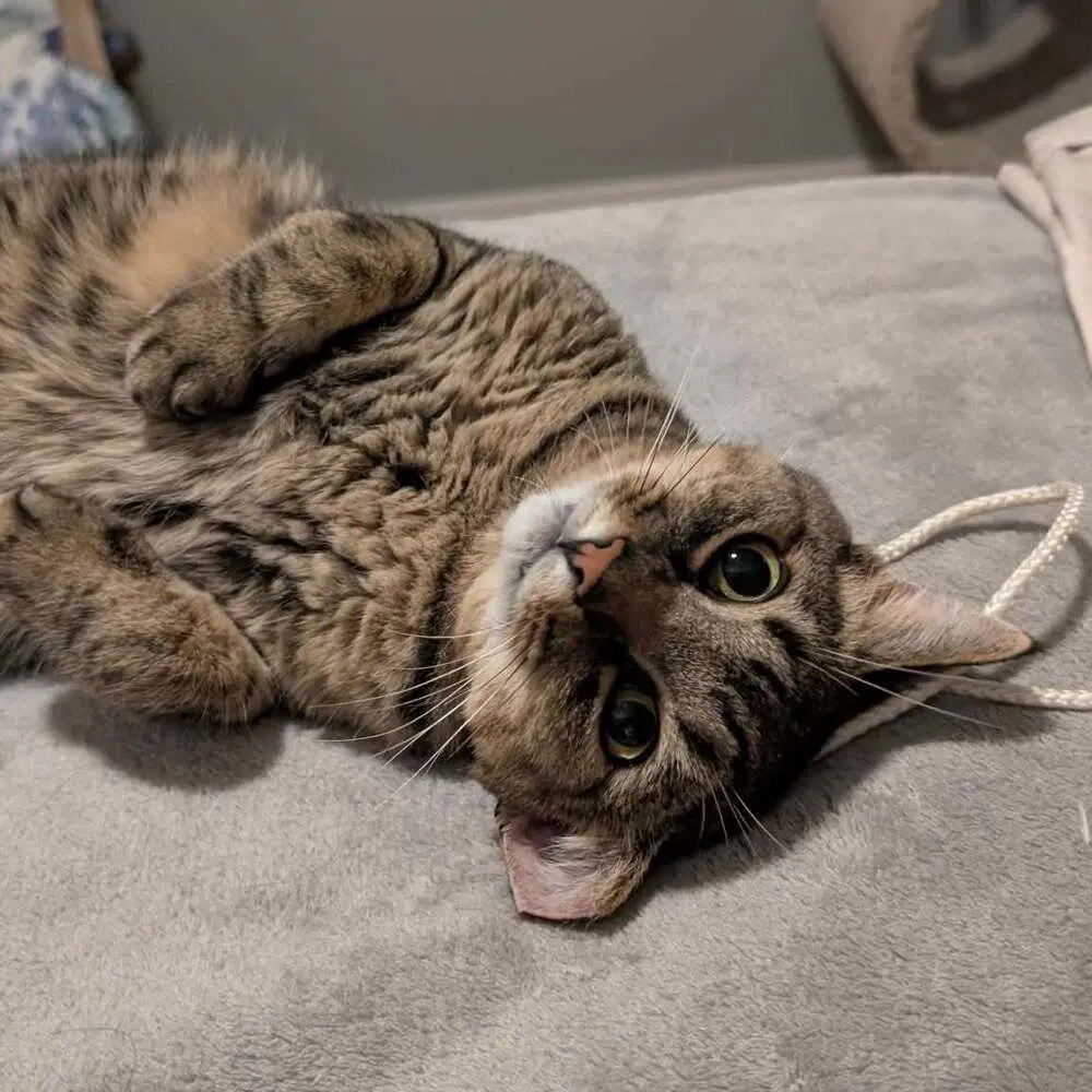Army Ranger - Domestic Short Hair