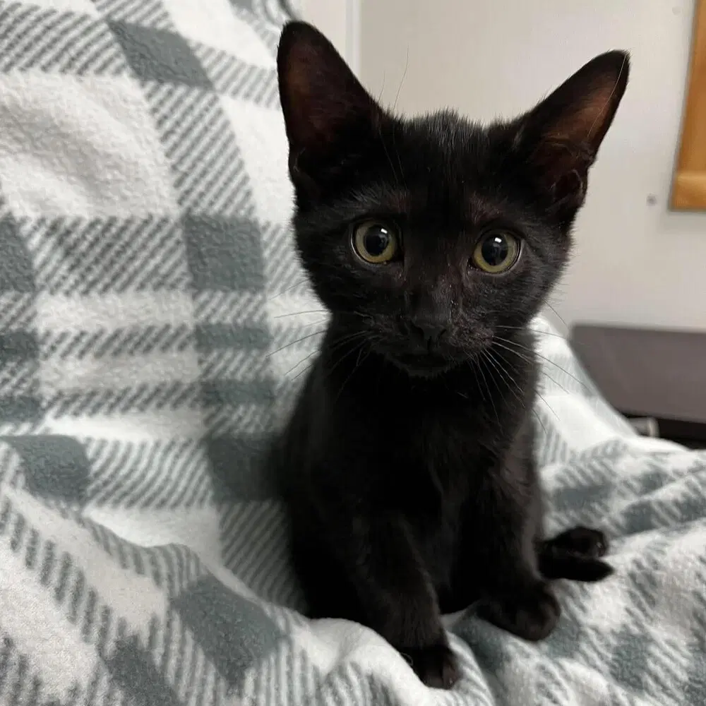 Porter - Domestic Short Hair