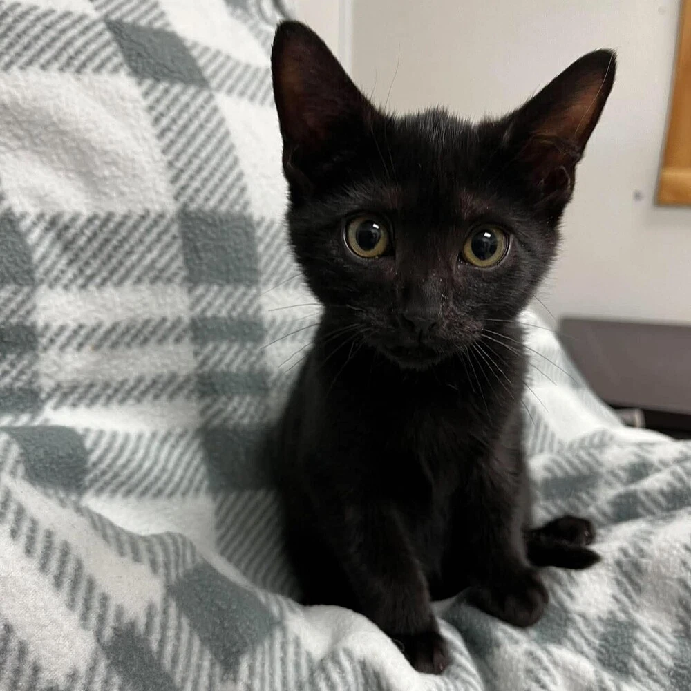 Porter