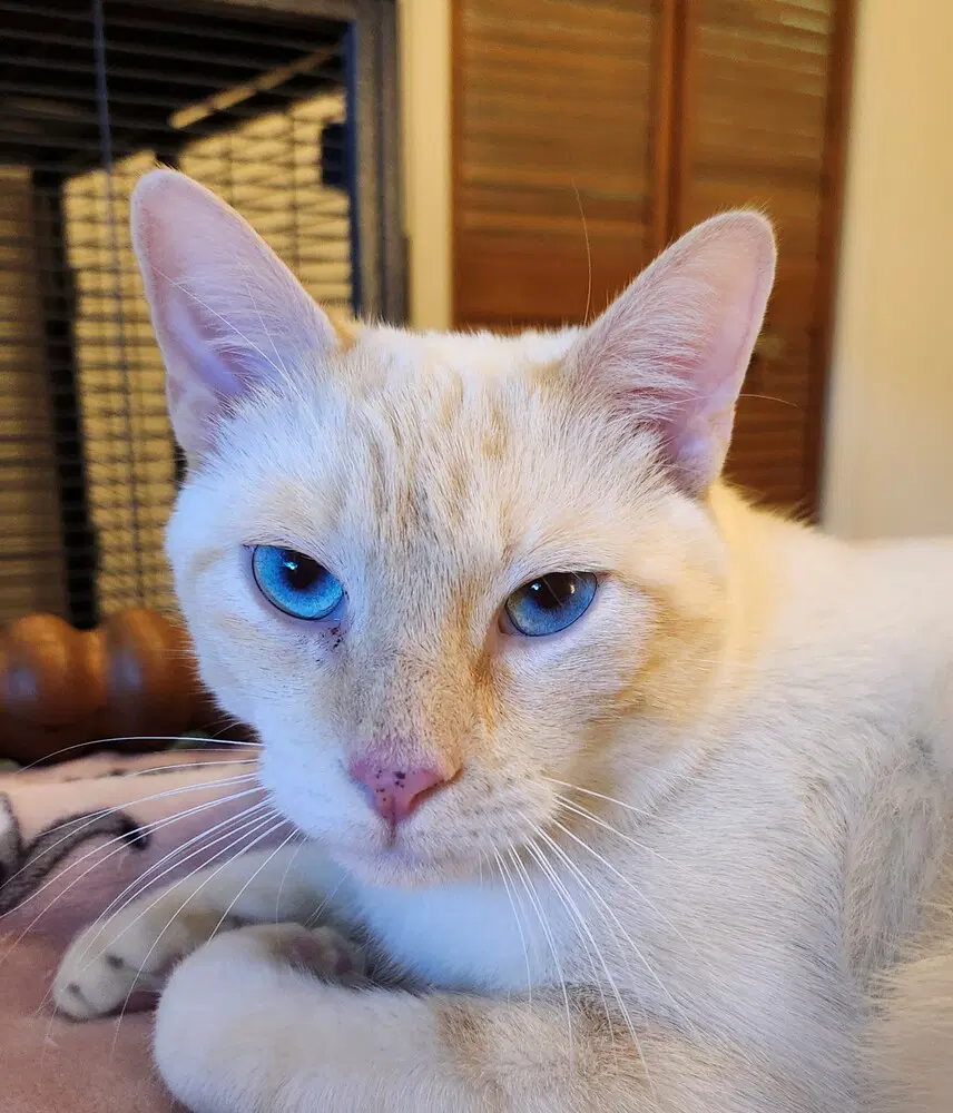 Perri - Siamese